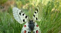 Papillon Apollon (Parnassius apollo)