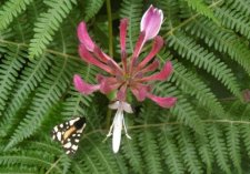 Chèvrefeuille des bois ( Lonicera periclymenum ) et papillon "Ecaille fermière"