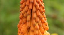 Kniphofia