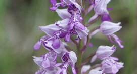 Orchis militaris