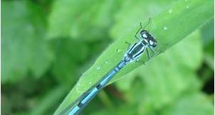 Agrion jouvencelle