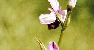 Ophrys abeille