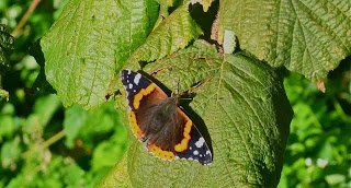 Vulcain, Vanessa atalanta