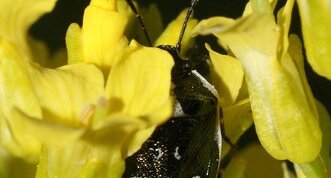 Eurydema oleracerum - variante noire & blanc