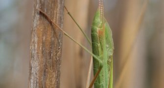 Mantis religiosa