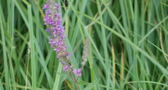 Lythrum salicaria