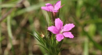 Dianthus armeria