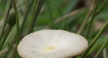 Champignon ombrelle