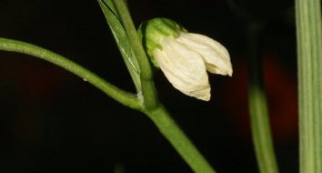 Fleur et fruit de "pebroun"