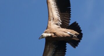 Vautour fauve