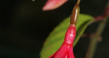 Fuchsia de Magellan