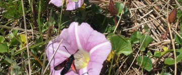 La Zygène du Trèfle sur un liseron des dunes