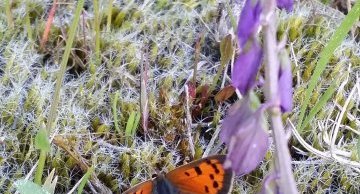 Papillon, le cuivré commun