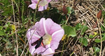 La Zygène du Trèfle sur un liseron des dunes