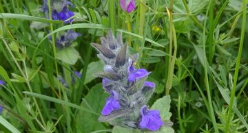 Bugle rampante, Ajuga reptans