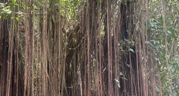 Arbre à lianes