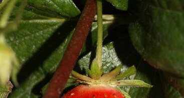 Fruit de mara des bois