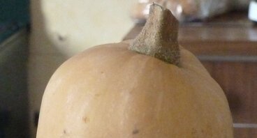 Butternut (doubeurre)