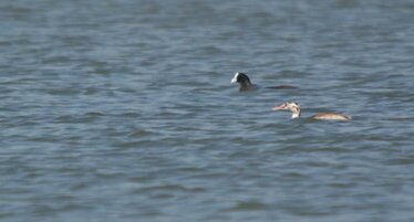 Conciliabule entre oiseaux d'eau