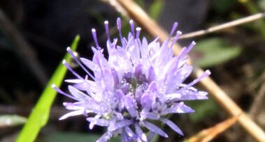 Jasione