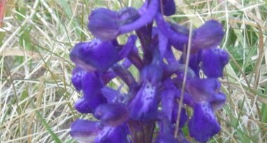 Orchis bouffon (anacamptis morio)