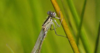 Zygoptère non identifié