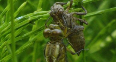 émergence Libellule déprimée Libellula depressa