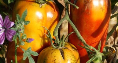 Tomate "cornue des Andes"