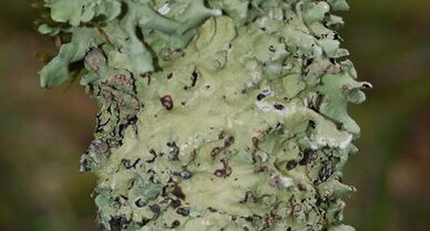 Lichen