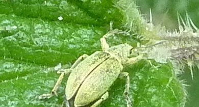 Phylobius urticae. Charançon de l'ortie.