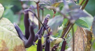 Haricots...violets