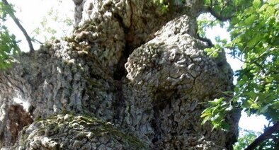 Chêne pédonculé millénaire