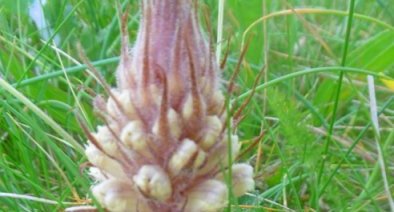 Orobanche couleur d'améthyste