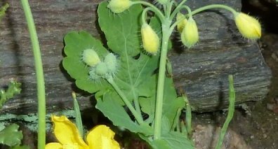 Chelidonium majus .