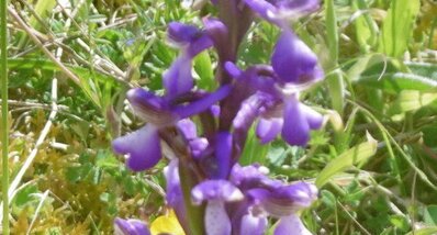 Orchis bouffon (anacamptis morio)