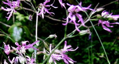 Lychnis fleur de coucou