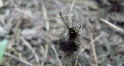 Chenille velue, Laos