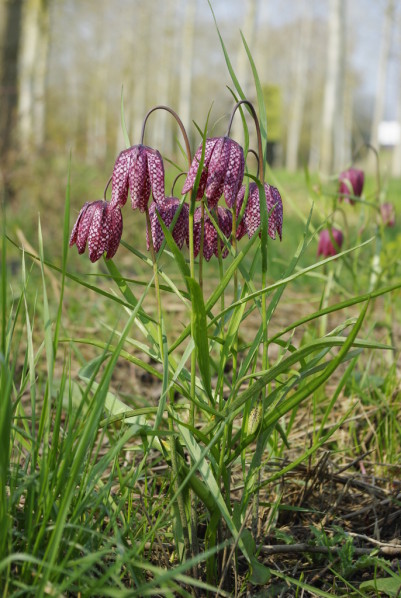 fritillaire pintade