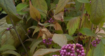 Callicarpa