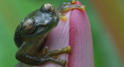 Grenouille de cristal