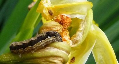 Chenille sur iris des marais