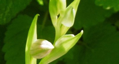 Orchidée abeille (Ophrys apifera)