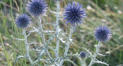 Echinops ritro