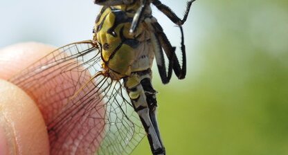 Onychogomphe à pinces