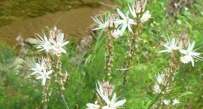 Asphodele (hampe fleurie)