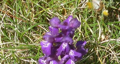 Orchis bouffon