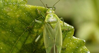 Lygocoris sp. ?