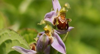 Ophrys abeille