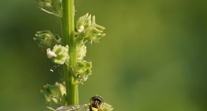 Le Syrphe porte-plume