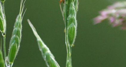 Rhabdomiris striatellus